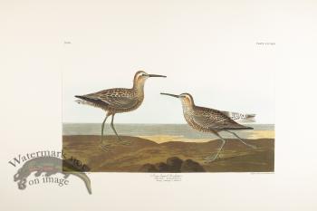 Lang-Legged Sandpiper